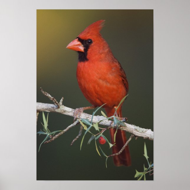 Northern Cardinal, Cardinalis cardinalis, male Poster (Front)