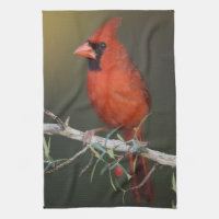 Northern Cardinal, Cardinalis cardinalis, male