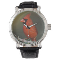 Northern Cardinal, Cardinalis cardinalis, male