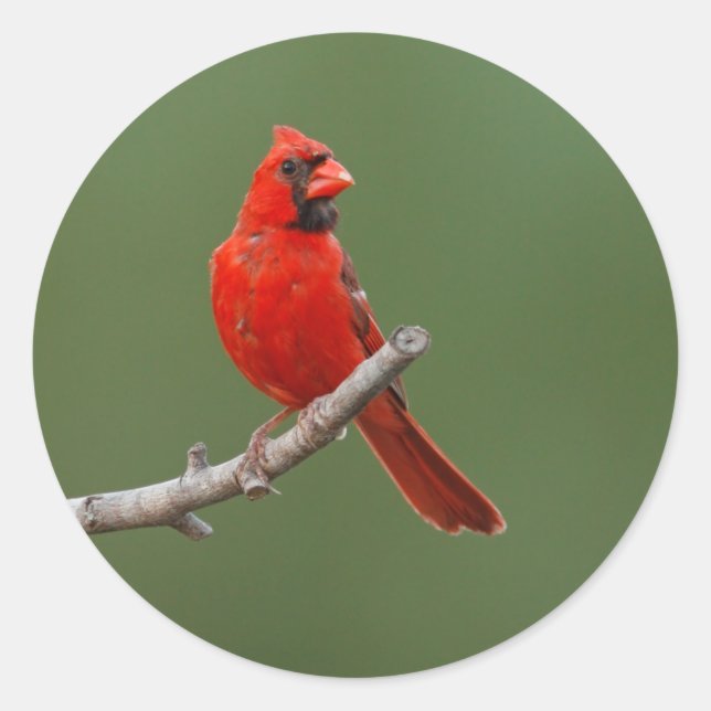 Northern Cardinal Classic Round Sticker (Front)
