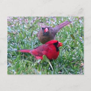 Northern Cardinal Couple Postcard