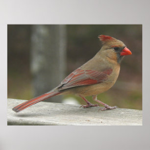 Northern Cardinal Female Bird Poster