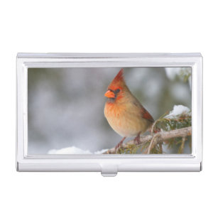 Northern Cardinal female in spruce tree in winter Business Card Holder