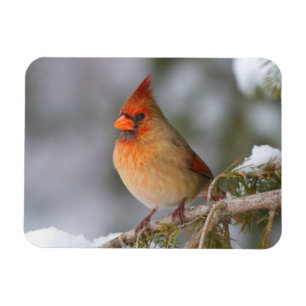 Northern Cardinal female in spruce tree in winter Magnet