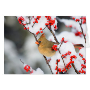 Northern Cardinal female on Common Winterberry