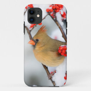 Northern Cardinal female on Common Winterberry iPhone 11 Case