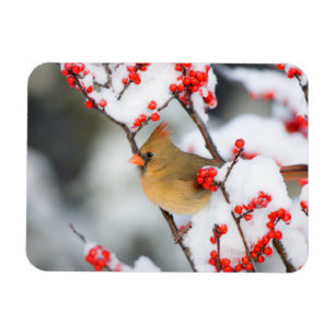 Northern Cardinal female on Common Winterberry Magnet
