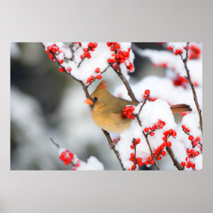 Northern Cardinal female on Common Winterberry Poster