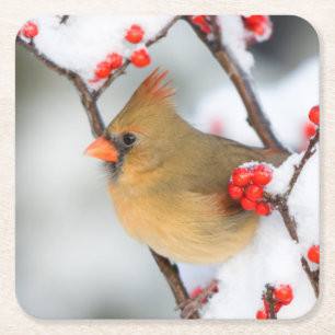 Northern Cardinal female on Common Winterberry Square Paper Coaster