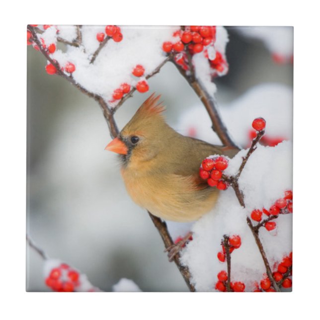 Northern Cardinal female on Common Winterberry Tile (Front)