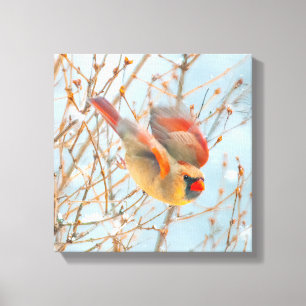 Northern Cardinal Flying - Original Photograph Canvas Print
