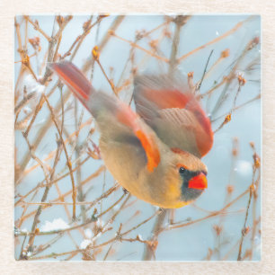 Northern Cardinal Flying - Original Photograph Glass Coaster
