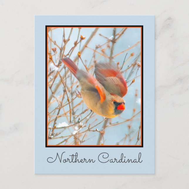 Northern Cardinal Flying - Original Photograph Postcard (Front)