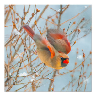 Northern Cardinal Flying - Original Photograph Poster