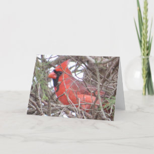 Northern Cardinal Greeting Card
