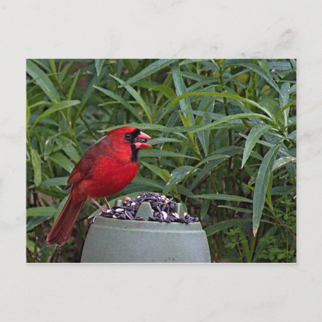 Northern Cardinal Guarding his Dinner Postcard (Front)