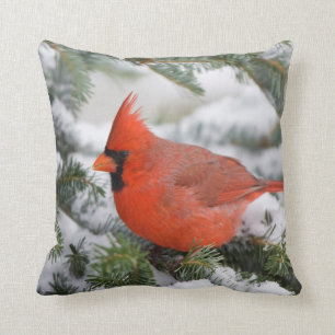 Northern Cardinal in Balsam fir tree in winter Cushion