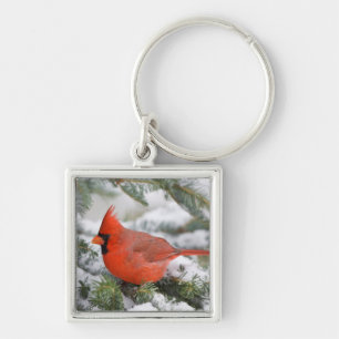 Northern Cardinal in Balsam fir tree in winter Key Ring