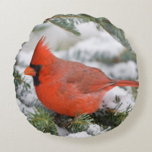 Northern Cardinal in Balsam fir tree in winter Round Cushion