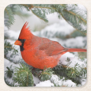 Northern Cardinal in Balsam fir tree in winter Square Paper Coaster