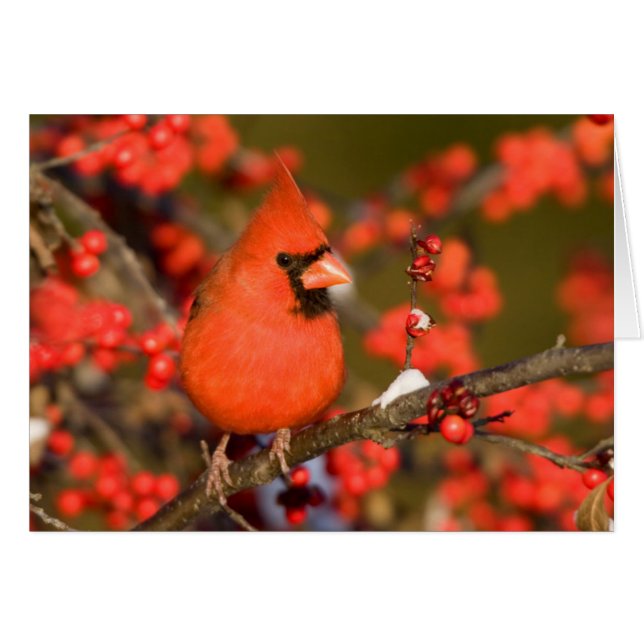 Northern Cardinal in Common Winterberry (Front Horizontal)