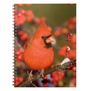 Northern Cardinal in Common Winterberry Notebook