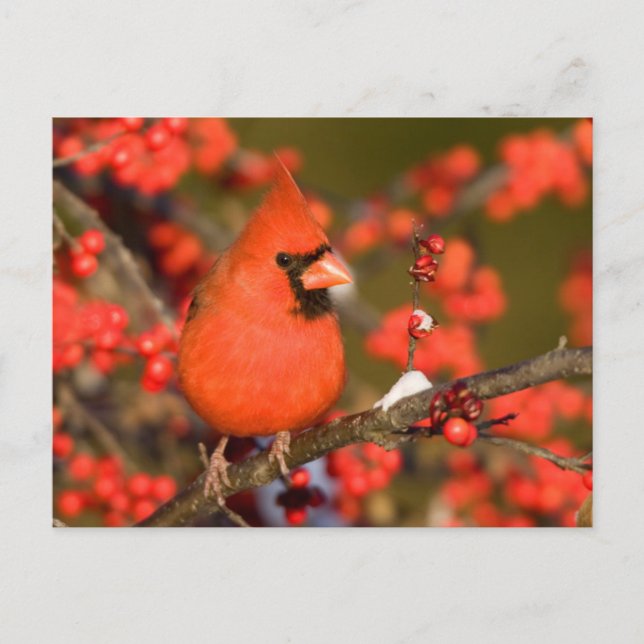 Northern Cardinal in Common Winterberry Postcard (Front)