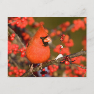 Northern Cardinal in Common Winterberry Postcard