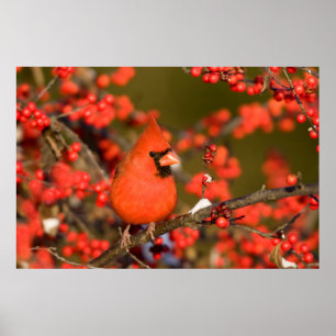 Northern Cardinal in Common Winterberry Poster