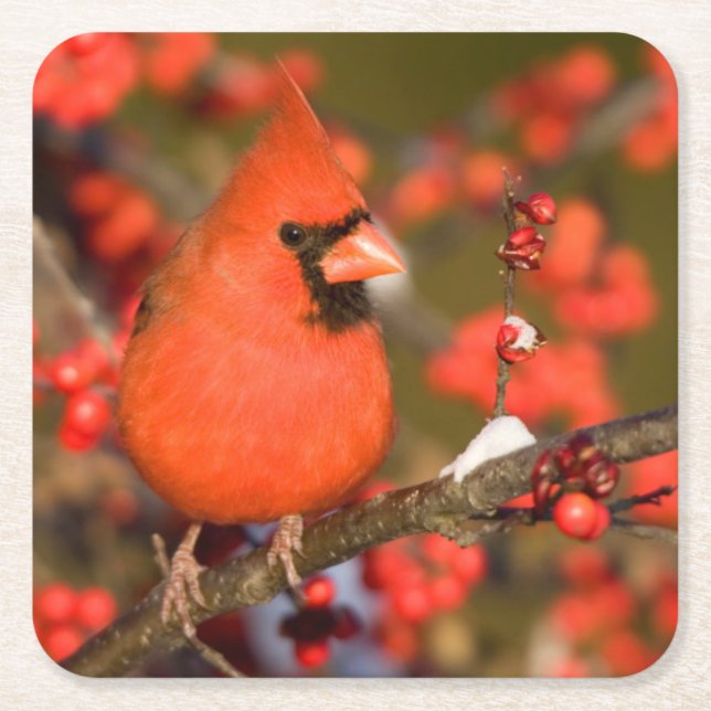 Northern Cardinal in Common Winterberry Square Paper Coaster (Front)