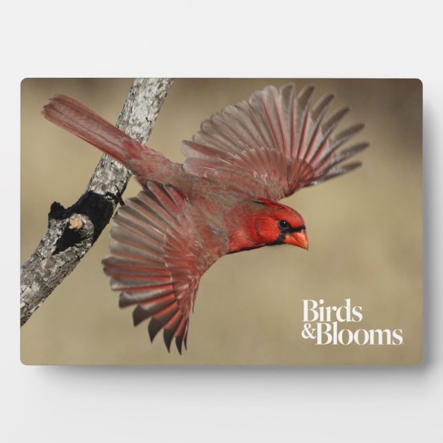 Northern Cardinal In Flight Plaque (Front)