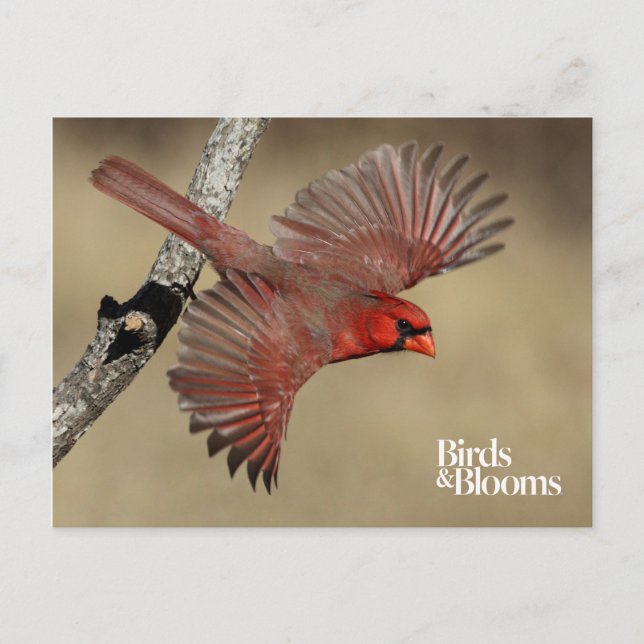 Northern Cardinal In Flight Postcard (Front)