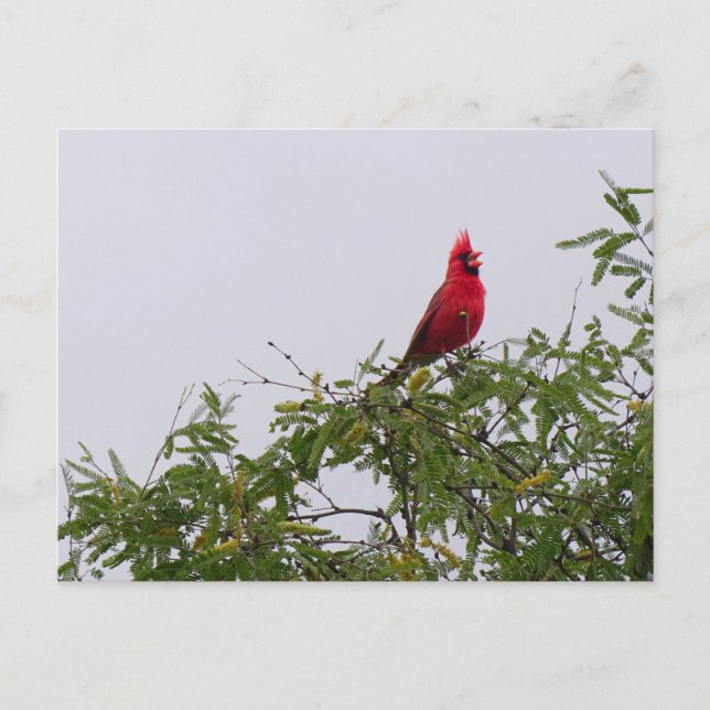 Northern Cardinal in Mesquite Tree, Tucson Postcard (Front)