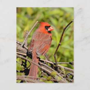Northern Cardinal In Michigan Postcard