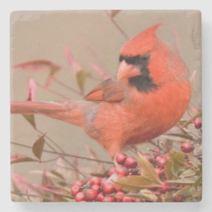 Northern Cardinal in Nandina Heavenly Bamboo Stone Coaster