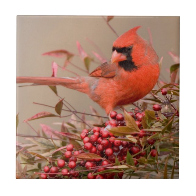 Northern Cardinal in Nandina Heavenly Bamboo Tile (Front)