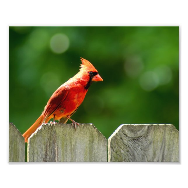 Northern Cardinal in Summer Nature Photography Photo Print (Front)
