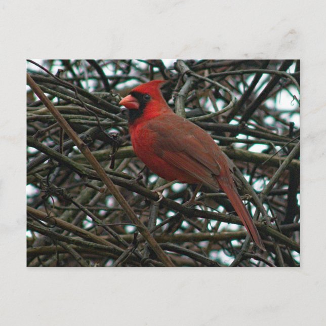 Northern Cardinal in the Grape Vine Postcard (Front)