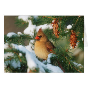 Northern Cardinal in tree, Illinois