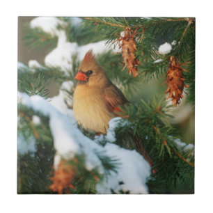 Northern Cardinal in tree, Illinois Ceramic Tile