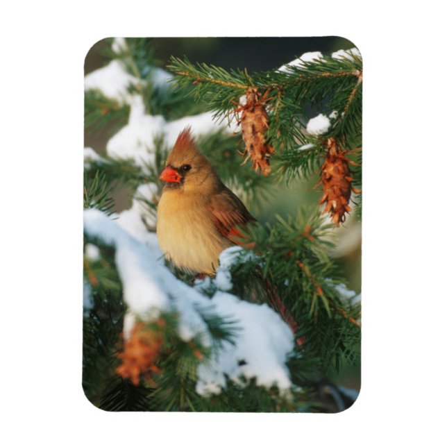 Northern Cardinal in tree, Illinois Magnet (Vertical)