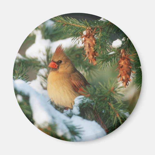 Northern Cardinal in tree, Illinois Magnet (Front)