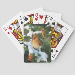 Northern Cardinal in tree, Illinois Playing Cards