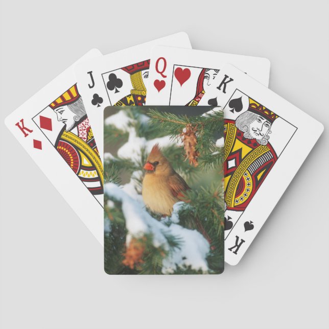 Northern Cardinal in tree, Illinois Playing Cards (Back)