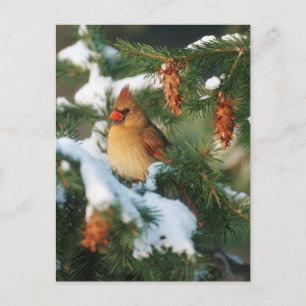 Northern Cardinal in tree, Illinois Postcard