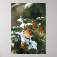 Northern Cardinal in tree, Illinois