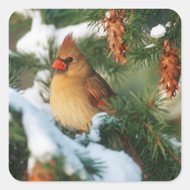 Northern Cardinal in tree, Illinois Square Sticker (Front)