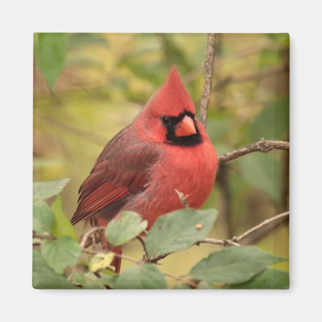 Northern Cardinal in Tree in Early Autumn Magnet (Front)