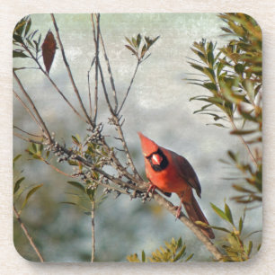 Northern Cardinal in Wax Myrtle Coaster