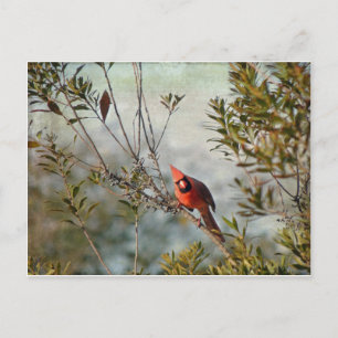 Northern Cardinal in Wax Myrtle Postcard